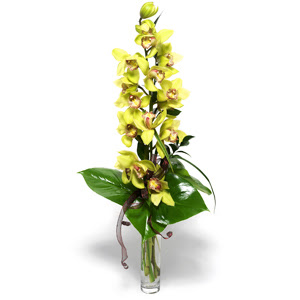  stanbul beikta iek yolla  1 dal orkide iegi - cam vazo ierisinde -