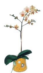  stanbul beikta online iek gnderme sipari  Phalaenopsis Orkide ithal kalite