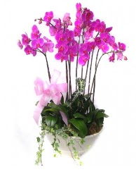 9 dal orkide saks iei  stanbul beikta gvenli kaliteli hzl iek 
