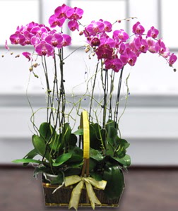 4 dall mor orkide  stanbul beikta gvenli kaliteli hzl iek 