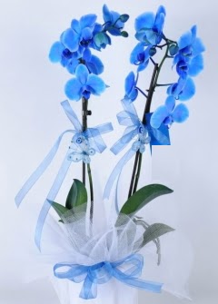2 dall mavi orkide  stanbul beikta internetten iek sat 