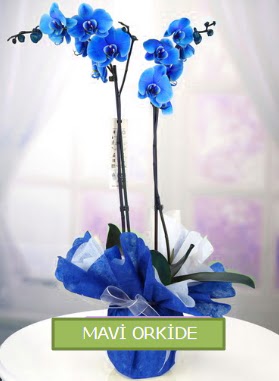 2 dall mavi orkide  stanbul beikta iekiler 