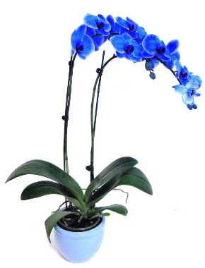 Seramikli 2 dall sper esiz mavi orkide  stanbul beikta iek servisi , ieki adresleri 