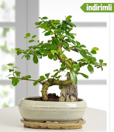 S eklinde ithal gerek bonsai japon aac  stanbul beikta internetten iek sat 