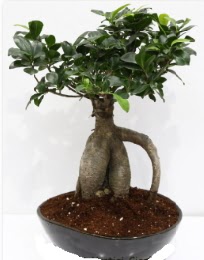 5 yanda japon aac bonsai bitkisi  stanbul beikta internetten iek sat 