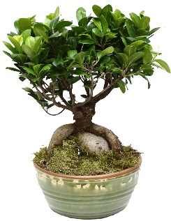 Japon aac bonsai saks bitkisi  stanbul beikta nternetten iek siparii 