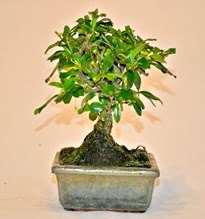 Zelco bonsai saks bitkisi  stanbul beikta iek servisi , ieki adresleri 