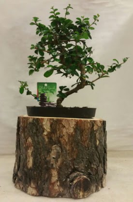 Doal ktk iinde bonsai japon aac  stanbul beikta nternetten iek siparii 