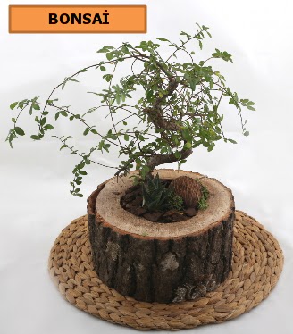 Doal aa ktk ierisinde bonsai bitkisi  stanbul beikta iek gnderme sitemiz gvenlidir 