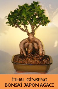 thal japon aac ginseng bonsai sat  stanbul beikta nternetten iek siparii 
