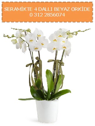 Seramikte 4 dall beyaz orkide  stanbul beikta iekiler 