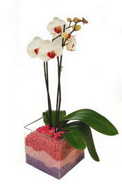  stanbul beikta uluslararas iek gnderme  tek dal cam yada mika vazo ierisinde orkide