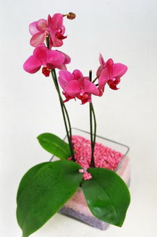  stanbul beikta ieki maazas  tek dal cam yada mika vazo ierisinde orkide