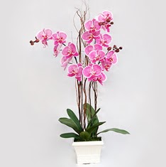  stanbul beikta cicekciler , cicek siparisi  2 adet orkide - 2 dal orkide