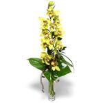  stanbul beikta nternetten iek siparii  cam vazo ierisinde tek dal canli orkide