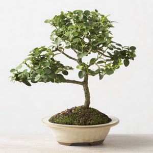 ithal bonsai saksi iegi  stanbul beikta iek online iek siparii 
