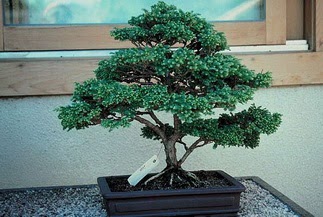 ithal bonsai saksi iegi  stanbul beikta 14 ubat sevgililer gn iek 