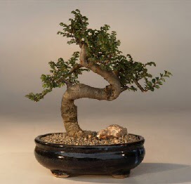 ithal bonsai saksi iegi  stanbul beikta 14 ubat sevgililer gn iek 