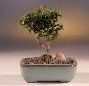  stanbul beikta iek yolla  ithal bonsai saksi iegi  stanbul beikta internetten iek sat 