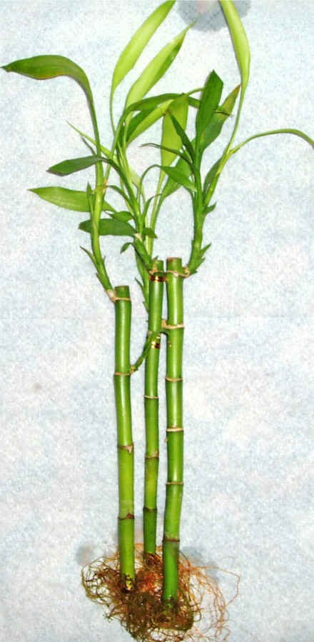 Lucky Bamboo 3 adet vazo hediye edilir   stanbul beikta cicek , cicekci 