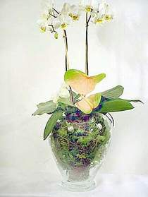  stanbul beikta iek sat  Cam yada mika vazoda zel orkideler