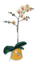  stanbul beikta online iek gnderme sipari  Phalaenopsis Orkide ithal kalite