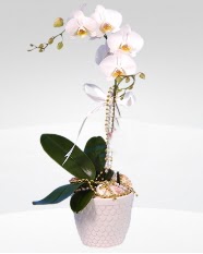 1 dall orkide saks iei  stanbul beikta online ieki , iek siparii 