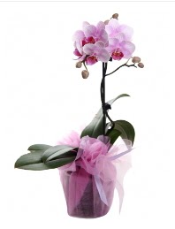 1 dal pembe orkide saks iei  stanbul beikta kaliteli taze ve ucuz iekler 