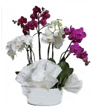 4 dal mor orkide 2 dal beyaz orkide  stanbul beikta anneler gn iek yolla 