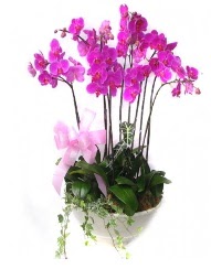 9 dal orkide saks iei  stanbul beikta gvenli kaliteli hzl iek 