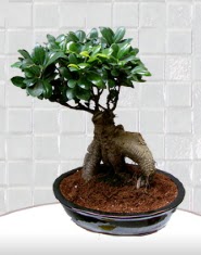 saks iei japon aac bonsai  stanbul beikta kaliteli taze ve ucuz iekler 