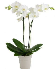 2 dall beyaz orkide  stanbul beikta uluslararas iek gnderme 