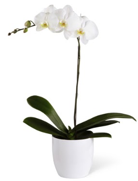 1 dall beyaz orkide  stanbul beikta 14 ubat sevgililer gn iek 
