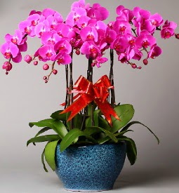 7 dall mor orkide  stanbul beikta iek online iek siparii 