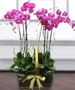 4 dall mor orkide  stanbul beikta gvenli kaliteli hzl iek 
