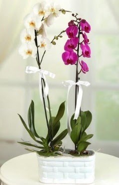 1 mor 1 dal beyaz thal orkide sepet ierisinde  stanbul beikta iek maazas , ieki adresleri 