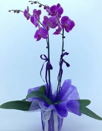 2 dall mor orkide  stanbul beikta kaliteli taze ve ucuz iekler 