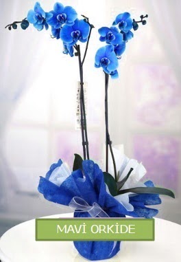 2 dall mavi orkide  stanbul beikta iekiler 