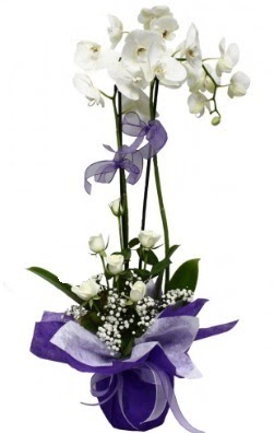 2 dall beyaz orkide 5 adet beyaz gl  stanbul beikta ieki maazas 