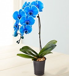 1 dall sper esiz mavi orkide  stanbul beikta iek maazas , ieki adresleri 