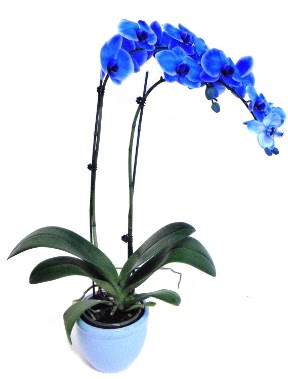 Seramikli 2 dall sper esiz mavi orkide  stanbul beikta iek servisi , ieki adresleri 