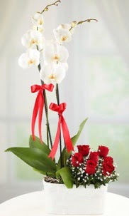 2 dall beyaz orkide ve 7 krmz gl  stanbul beikta hediye iek yolla 
