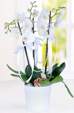 3 dall beyaz orkide  stanbul beikta iek yolla 