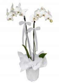 2 dall beyaz orkide  stanbul beikta gvenli kaliteli hzl iek 
