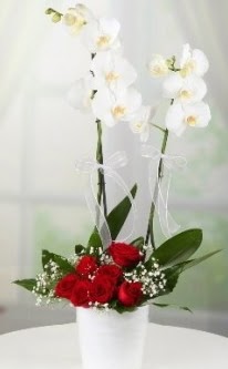 2 dall beyaz orkide 7 adet krmz gl  stanbul beikta 14 ubat sevgililer gn iek 