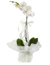 1 dal beyaz orkide iei  stanbul beikta iek siparii vermek 