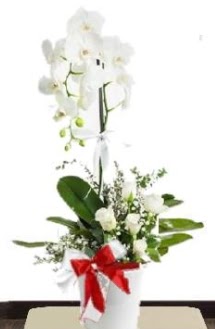 Tek dall beyaz orkide 5 beyaz gl  stanbul beikta iek siparii sitesi 