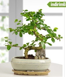 S eklinde ithal gerek bonsai japon aac  stanbul beikta internetten iek sat 