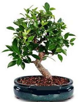 5 yanda japon aac bonsai bitkisi  stanbul beikta anneler gn iek yolla 