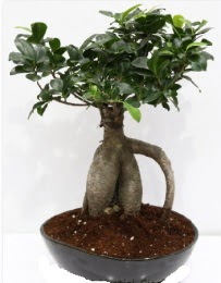 5 yanda japon aac bonsai bitkisi  stanbul beikta internetten iek sat 